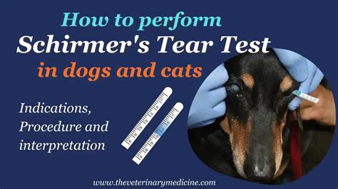 are schirmer tear tests of any value in cats|schirmer tear test cat normal.